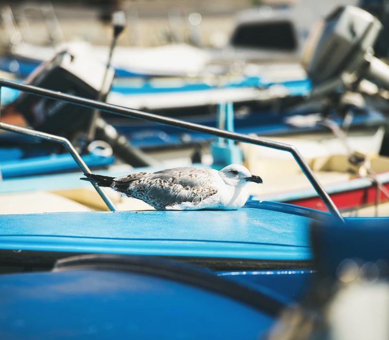 Seagull sitting on blue boat sundeck in Piran marina in the seaside of Slovenia, Adriatic coast